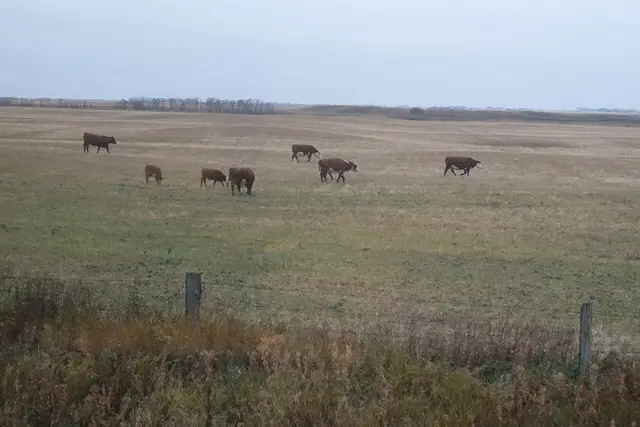 Cattle grazing on the prairie